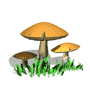mycorrhizal tree feeding