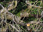 Japanese maple tree pruning by an Oregon Certified Arborist