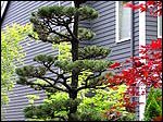 Maple and pine tree pruning in Sherwood
