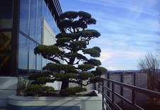 Specialized pruning of pine tree in Portland