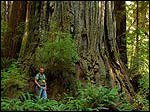 Portland Certified Arborist measuring trees south of Oregon
