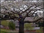 Example of cherry tree trimming and pruning in Wilsonville, Oregon