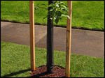 Tree planting in Beaverton, Oregon