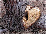 Split Pine tree needing removal services in Beaverton