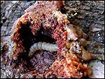 Tree consultation service for pest damage