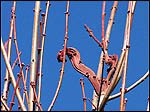 Deformed tree needing corrective tree service in Portland