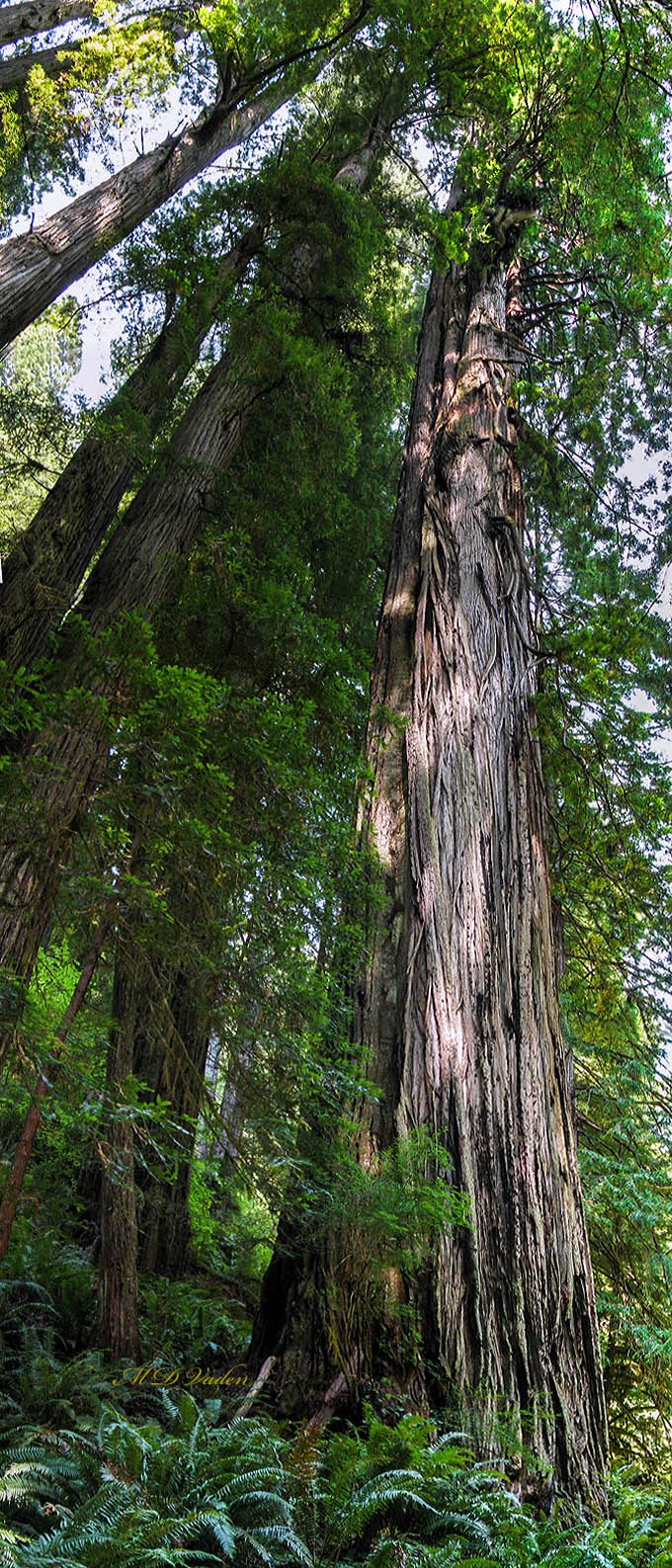 Coast Redwood discovery Adventure Redwood