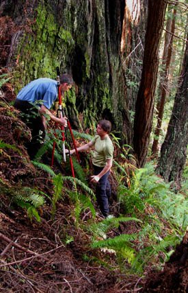 Steve Sillett and Chris Atkins with a tripod in Redwood National Park