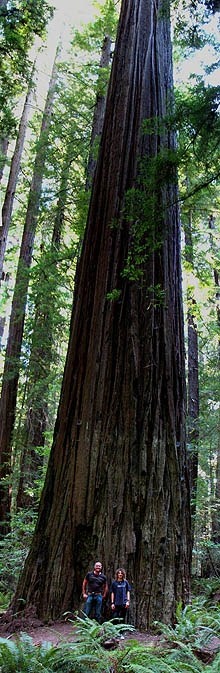 Trinidad near Redwood National Park Vacation Area