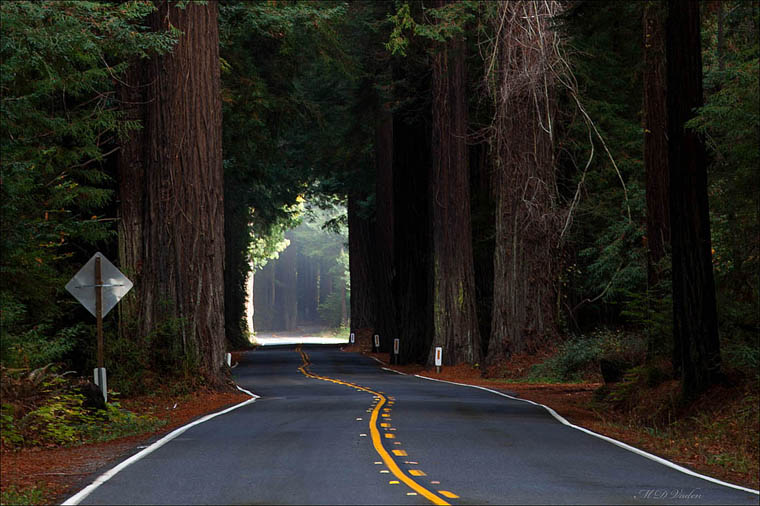 Avenue of the Giants through Humboldt Redwoods State Parks