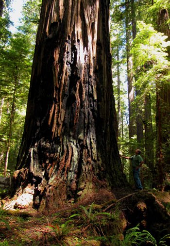 Bull Creek Giant redwood in Humboldt Redwoods near Avenue of the Giants