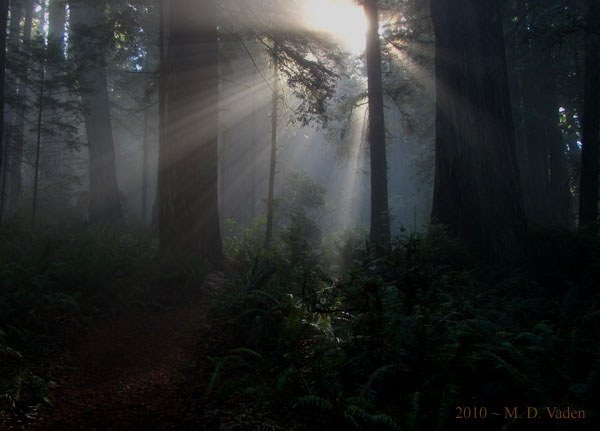 Berry Glen Trail in Redwood National Park