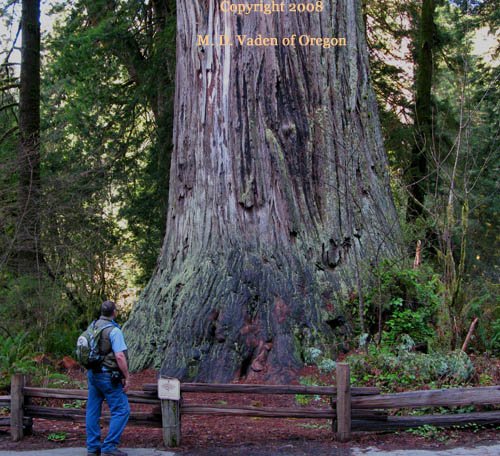 Big redwood near trail in Prairie Creek Redwoods