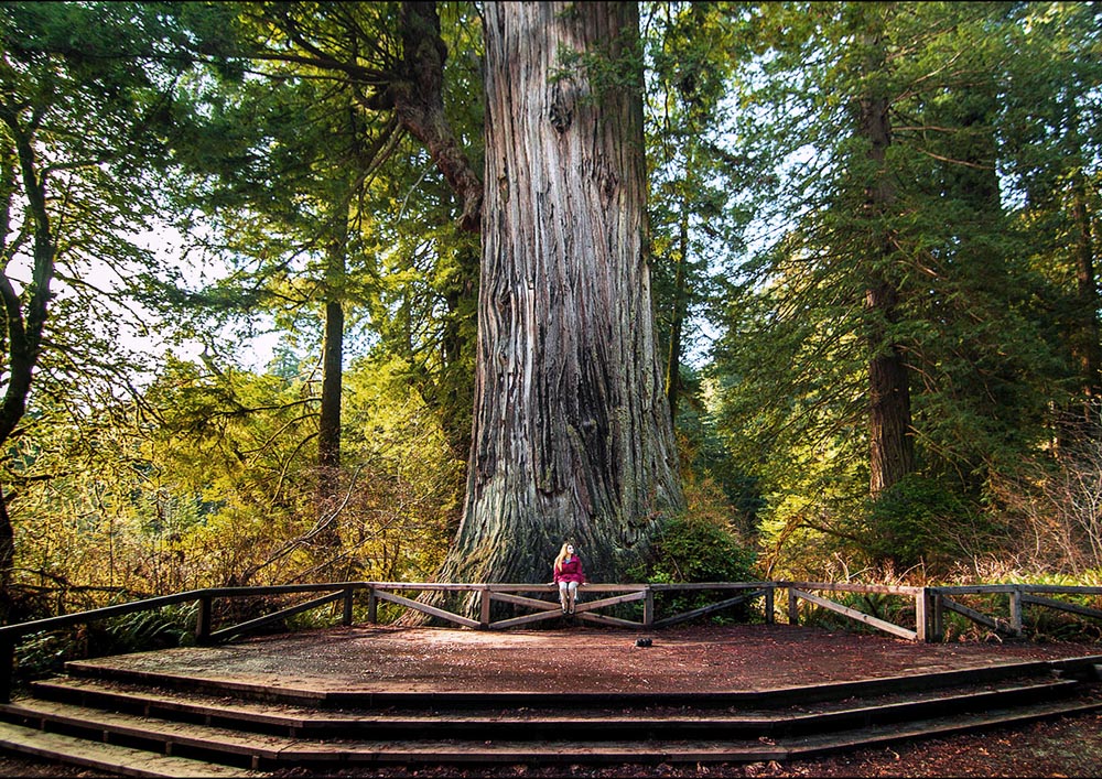 Big Tree Redwood in Prairie Creek Redwood park prior to new sign
