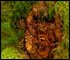 Bigfoot in Forest