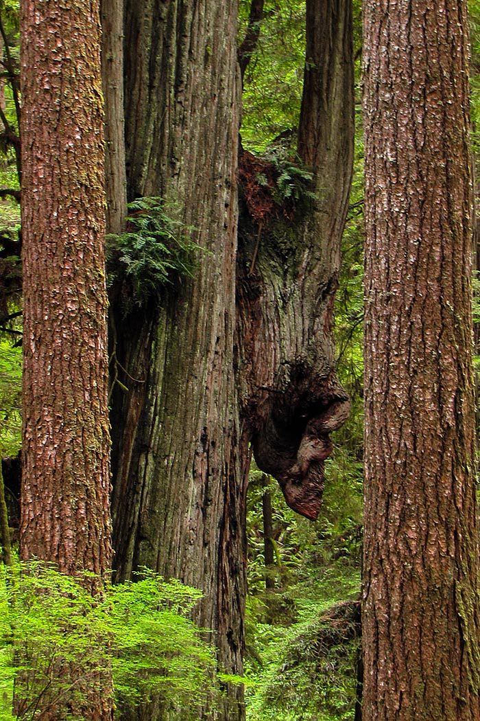 Yogi Bear Coast Redwood