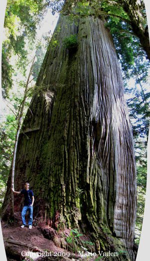 Howland Hill Giant redwood in Del Norte County