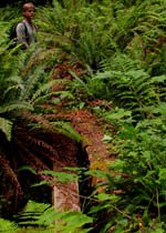 Boyes Creek near historic Ah Pah Trail in the Redwoods