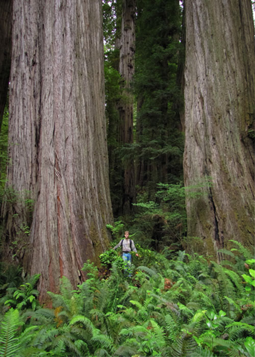 Boyes Creek near historic Ah Pah Trail in the Redwoods