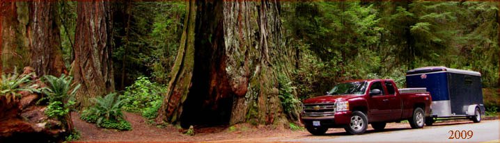Bark and redwood trunks at Brown Creek Trailhead at Drury Parkway