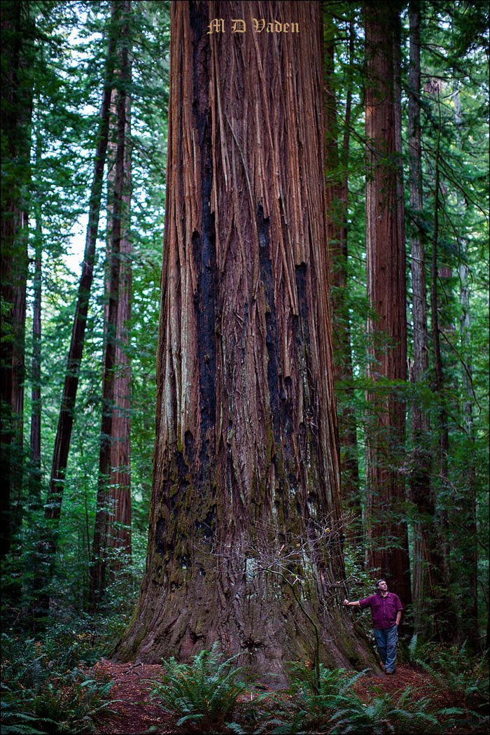 Boy Scout Redwood Hiking Trail