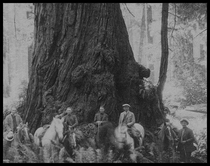 Harry Cole and Capt. Elam Historic Photograph of men with horses next to a huge coast redwood