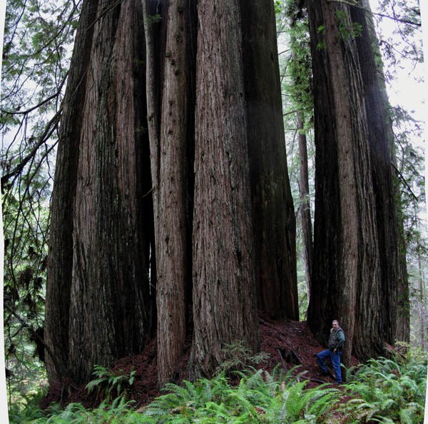 Cathedral Redwood is also a clonal group of trunks, genetically the same