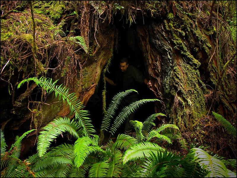 Redwood Caveman door into trunk