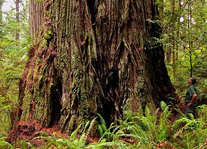 Big Redwood with a hollow trunk, near Clarks Creek and New Hope