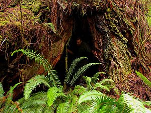 Huge Redwood near Clarks Creek New Hope with big cave underneath