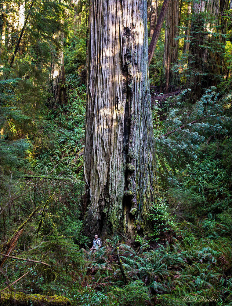 Giant Coast Redwood East Fork