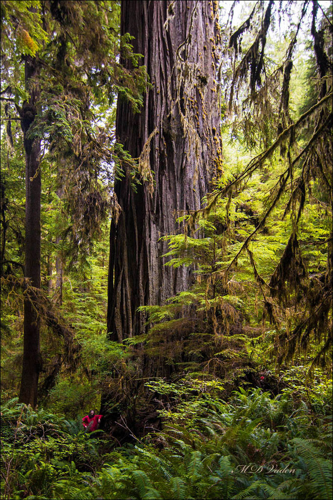 Giant Coast Redwood Reminiscent of Howland Hill Giant
