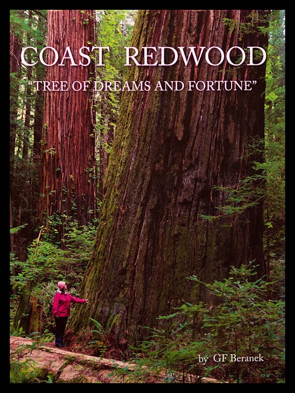Coast Redwood Tree of Dreams and Fortune by Beranek