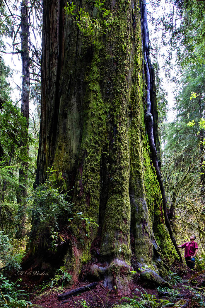 Coast Redwood near Clarks Creek in Jedediah Smith Redwoods State Park with Mario Vaden