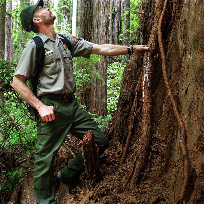 Coast redwood forest aerial root along Prairie Creek trail with ranger in uniform
