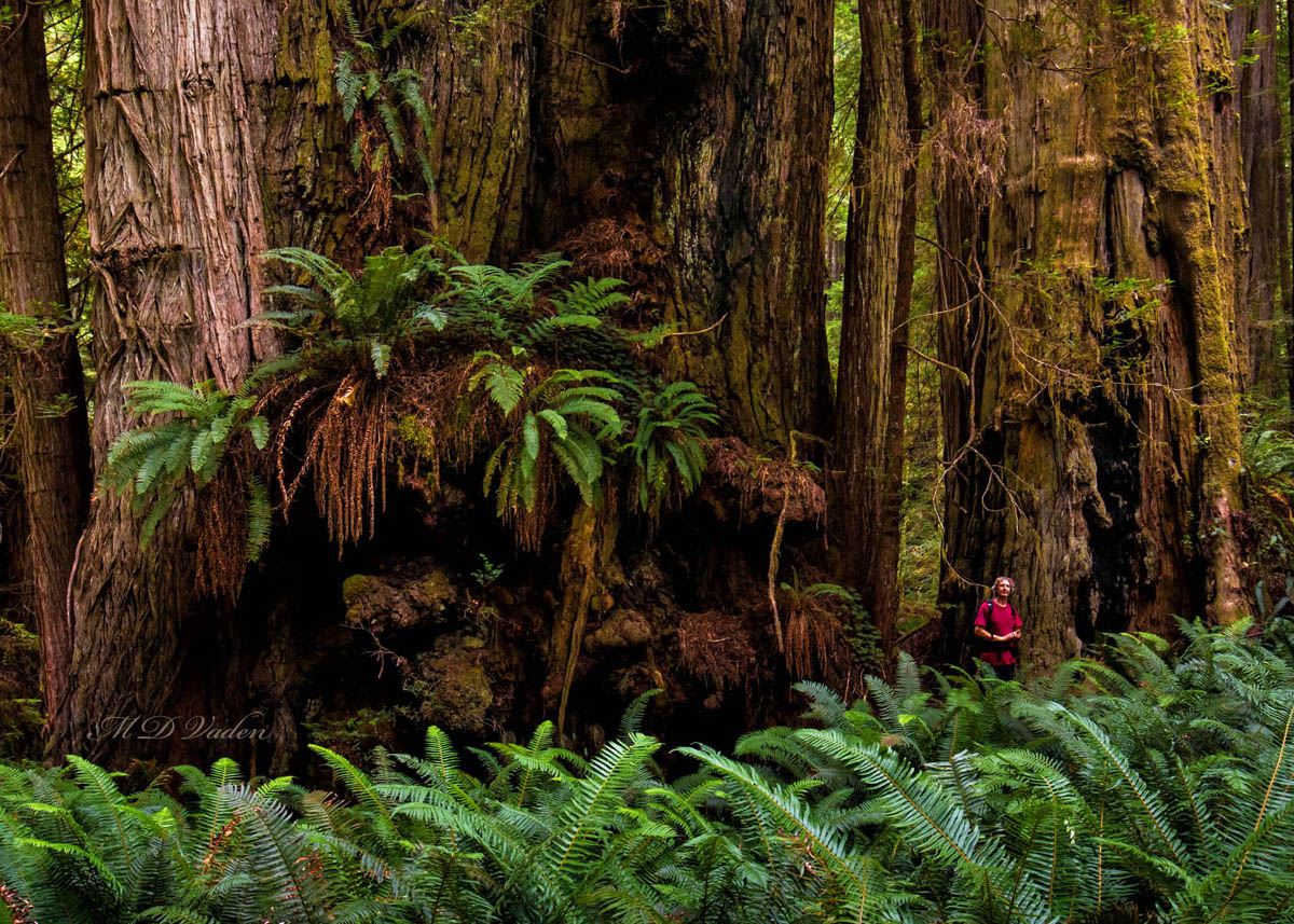 Redwood Hyrule near Redwood National Park