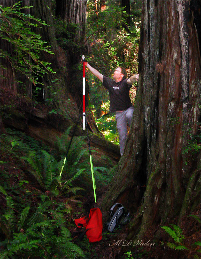 Giacomo Renzullo helping Chris Atkins measure coast redwoods