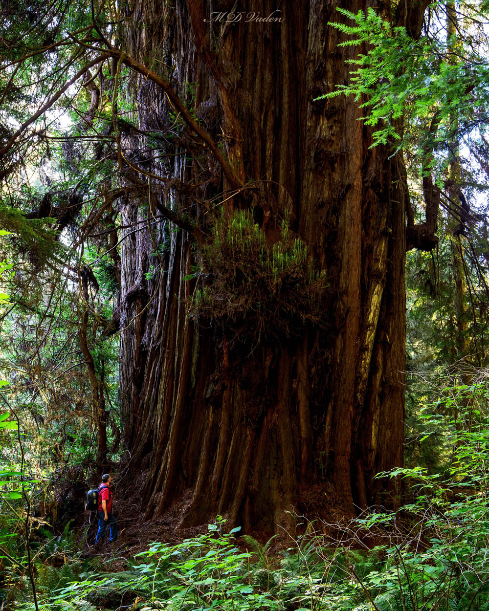 Redwood Navi near Redwood National Park