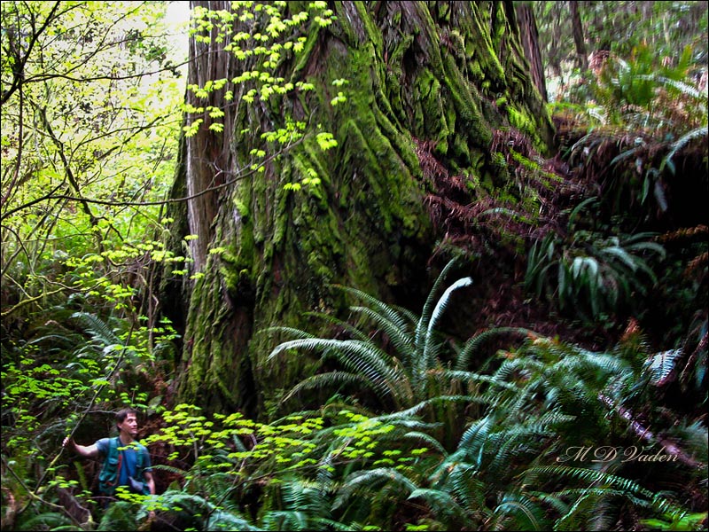 The Largest Coast Redwood Emissary
