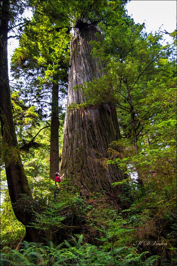 Giant Coast Redwood close to very tall Sitka Spruce