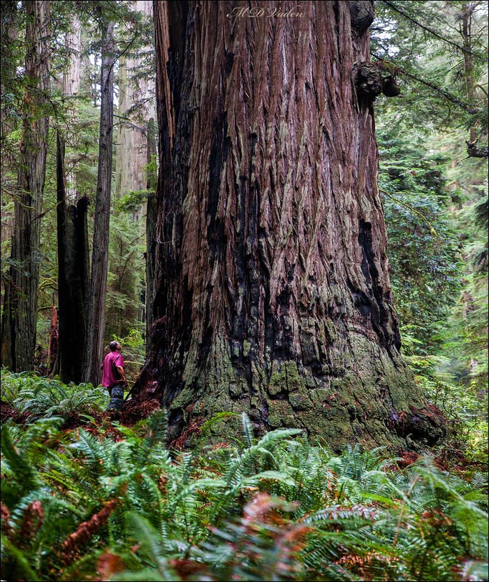 The Giant Deku Coast Redwood