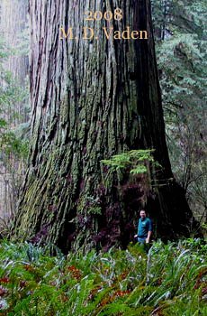 Grove of Titans Del Norte Titan Redwood