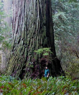 Del Norte Titan Redwood
