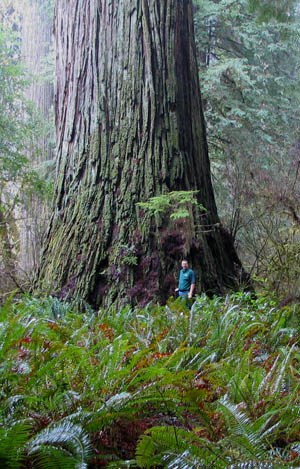 Del Norte Titan Redwood