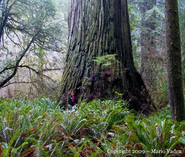 Del Norte Titan Coast Redwood discovered by Sillett and Taylor