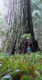 Del Norte Titan Redwood