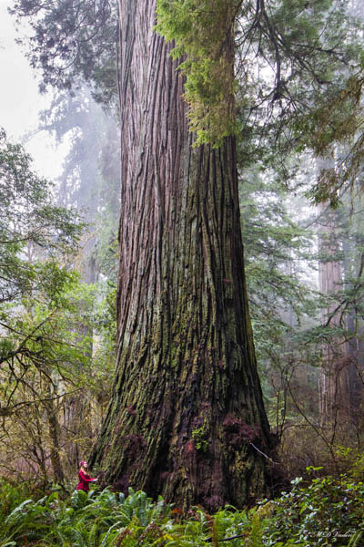 Grove of Titans Del Norte Titan Redwood