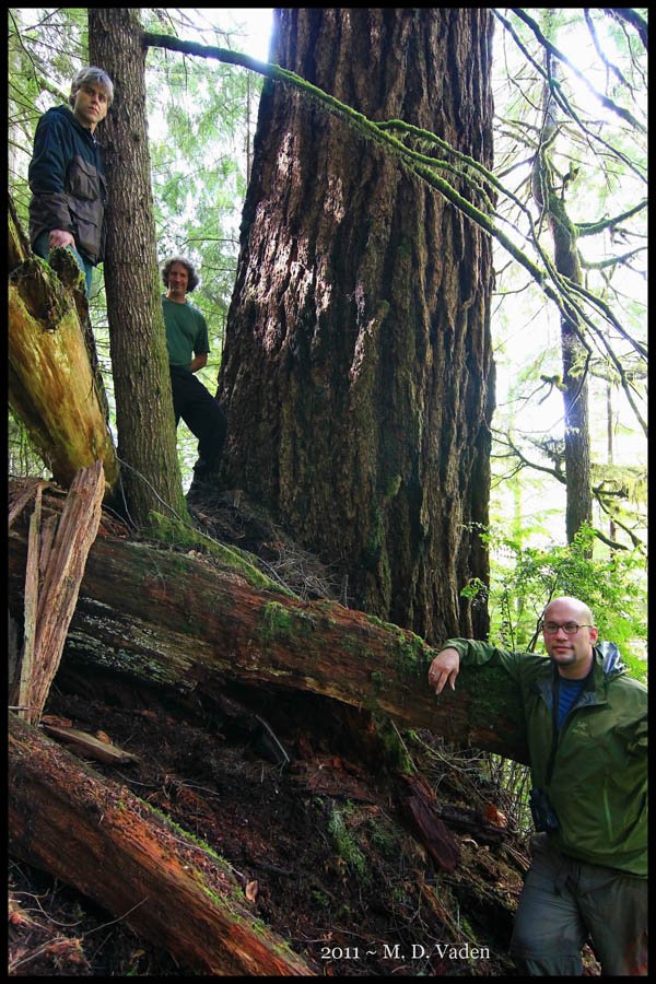 Photo of the 2nd Tallest Douglas Fir in the same forest as the Doerner Fir