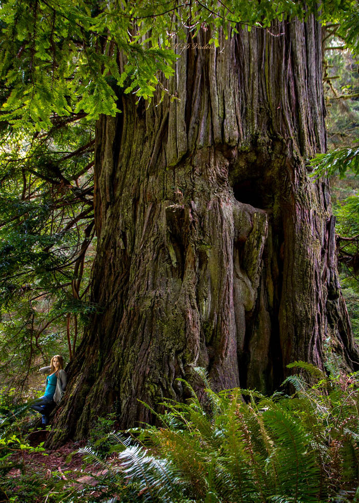 Drury Redwood found by Michael Taylor