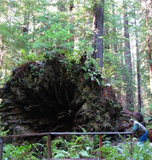 Dyerville Giant in Founders Grove redwoods